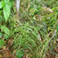 Carex muskingumensis Oehme